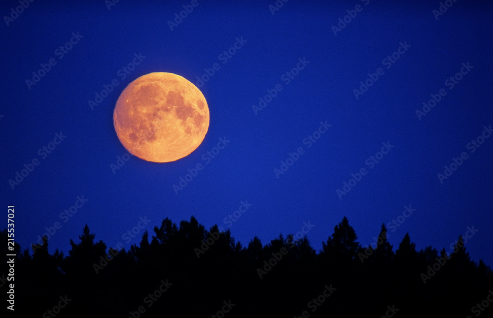 Wall mural full moon rising over forest.
