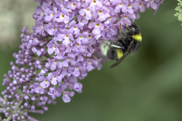 Obraz premium A bumblebee attracted by a brightly colored flower collects its pollen