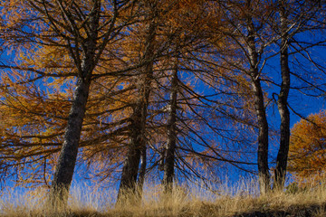 Fototapeta na wymiar Orange pine trees on blue mountain sky