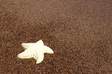 toy starfish on the shore