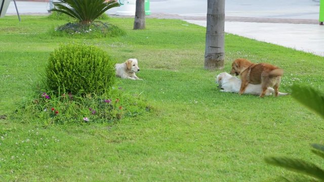 Three young dogs playing together happily outdoors on green grass lawn. One dog trying to make love. Real time full hd video footage.
