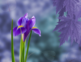 beautiful flower in the garden on a purple background close-up