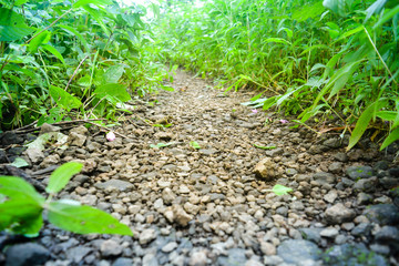 jungle greenery with fresh air and green tropical trees for you to explore and walk