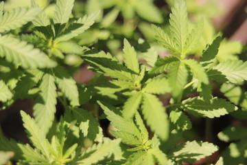 young shoots of hemp, cannabis, marijuana