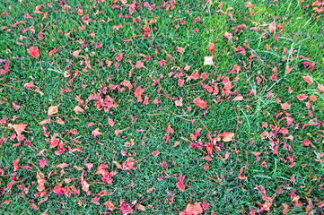 Fototapeta premium The texture of green fresh mown trimmed smooth natural bright grass, English lawn fields and scattered petals of red flowers. The background