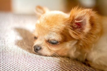 Dog miniature Chihuahua