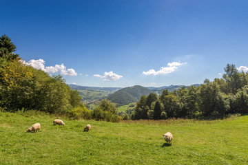 Grazing sheep on pasture in Pieniny mountains. Poland.