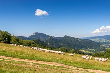 Fototapeta na wymiar Grazing sheep on pasture in Pieniny mountains. Poland.