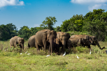Naklejka na ściany i meble Wild elephants, Sri Lanka