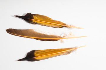 Northern Flicker - Feathers - Isolated