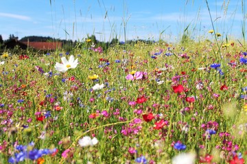 Nahaufnahme: Blumenwiese im Sommer, Allgäu, Bayern