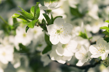 cherry flower closeup on a blurred background of flowering branches