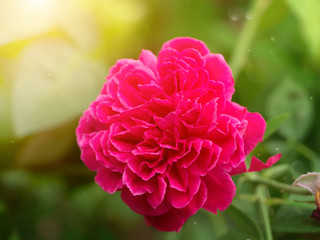 Dark pink of Damask Rose flower.