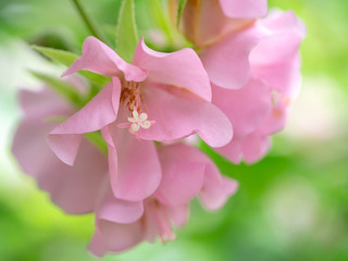 Close up of Pink Dombeya flower