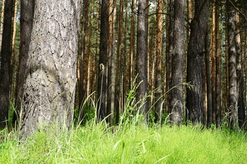 Obraz premium forest