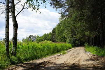 Obraz premium forest