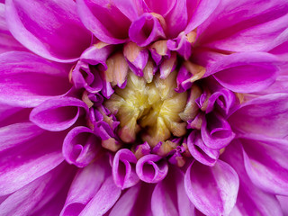 Close up of dahlia flower.