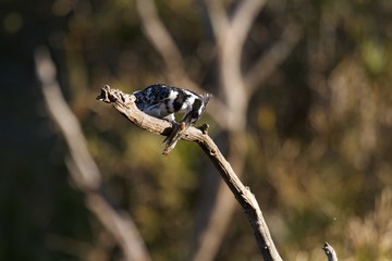 Fresh Sushi on the way