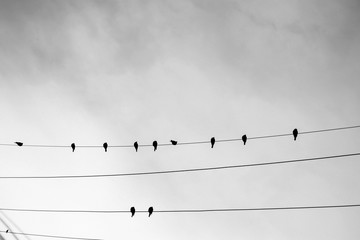 Bird on a wire. Birds hanging on a lighting cable.