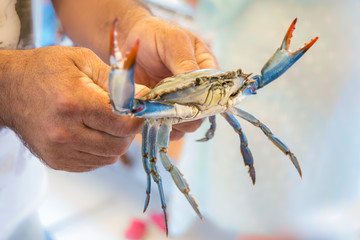 blue crab in hands © InessaI