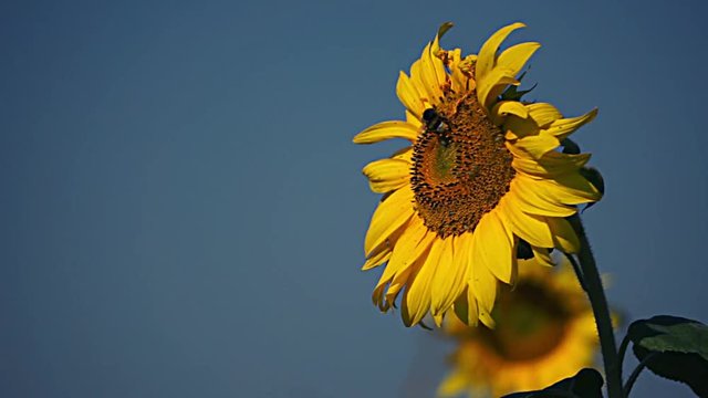 Hummel auf Sonnenblume beim sammeln von Bl&uuml;tenstaub