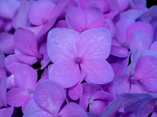 Close up Hydrangea flower