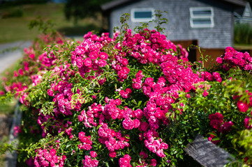 Fototapeta na wymiar Island roses in the morning