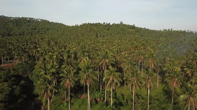 AERIAL SHOT: Puro and Lamba, Legazpi City, Philippines. Views of cocount trees, Mayon Volcano and the sea