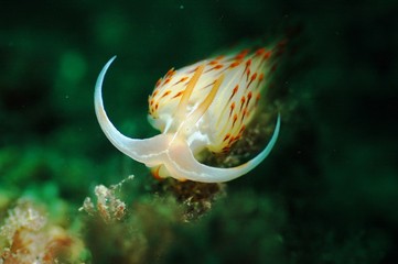 White nudibranch (sea rabbit).