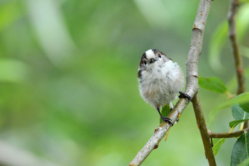 mésange