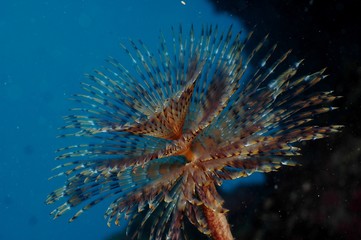 Bristle worm, looks like a flower undersea.