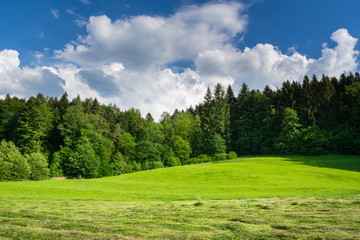 Germany, Green pasture next to black forest nature landscape start