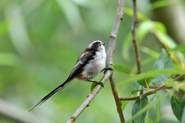 mésange