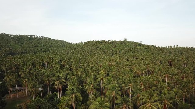 AERIAL SHOT: Puro and Lamba, Legazpi City, Philippines. Views of cocount trees, Mayon Volcano and the sea