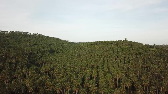 AERIAL SHOT: Puro and Lamba, Legazpi City, Philippines. Views of cocount trees, Mayon Volcano and the sea