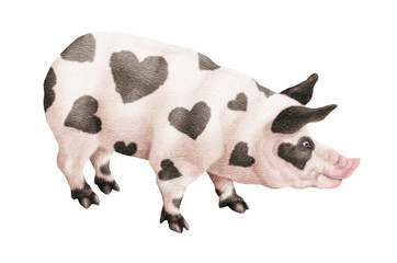  cochon noir et blanc, cochon coeur, chef, maître d'hôtel, restaurateur, illustration, photo, plat
