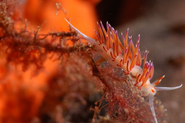 Orangish nudibranch (sea rabbit)