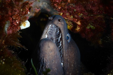 Head of curious muraena.