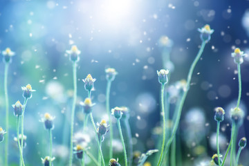 Fototapeta na wymiar Flower grass with Sunlight