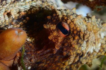 The eye of an octopus.