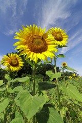 sunflowers field, concept summer, sun symbol, joy