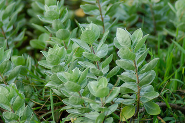 Close up of Vitex trifolia