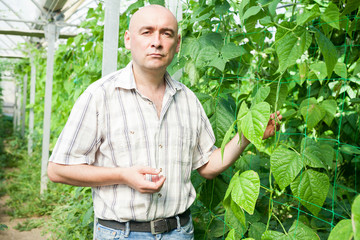 Obraz premium Worker checking plants in glasshouse