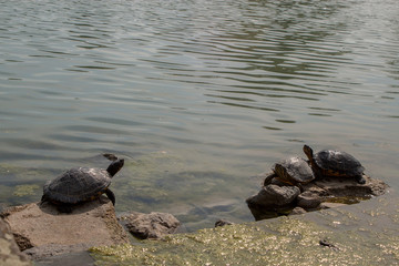 Turtles enjoy on the lake