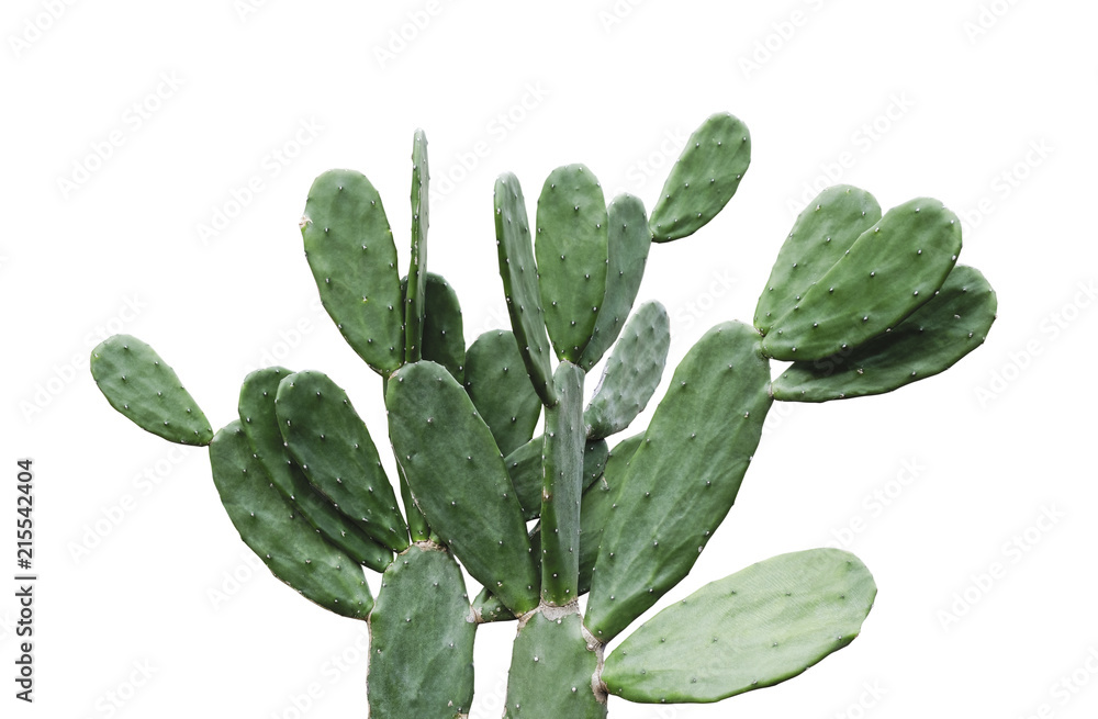 Wall mural Cactus isolated on white background minimal summer with clipping path