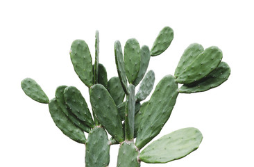 Kaktus isoliert auf weißem Hintergrund minimaler Sommer mit Beschneidungspfad