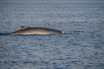 Fin Whale endangered specie rare to see second largest animal in the world © Andrea Izzotti
