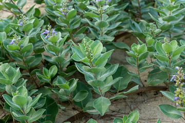 Close up of Vitex trifolia
