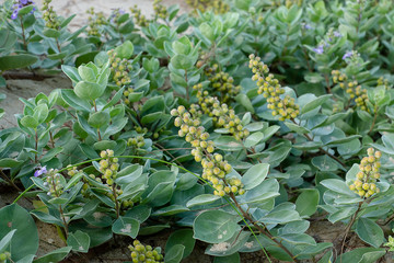 Close up of Vitex trifolia