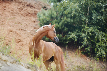 Beautiful chestnut arabian horse look back. Nature background